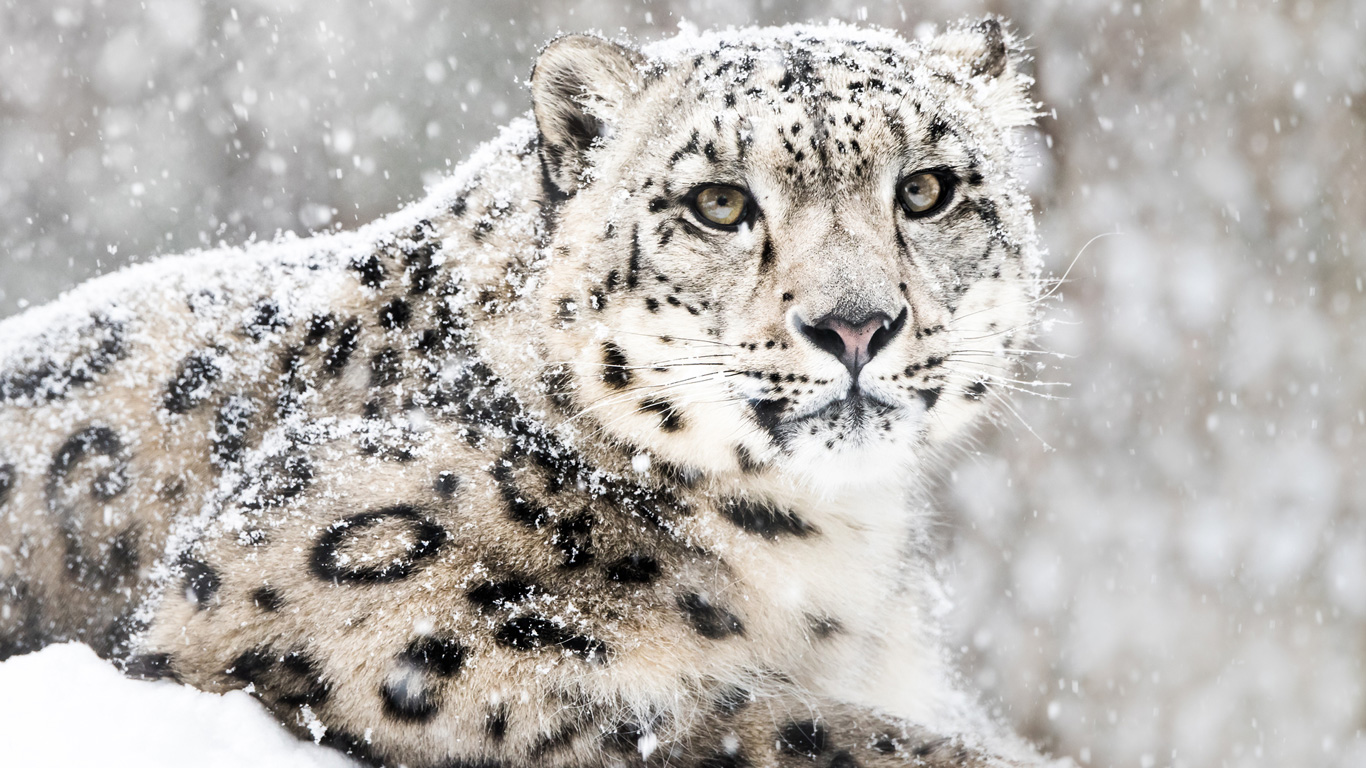 Der Schneeleopard