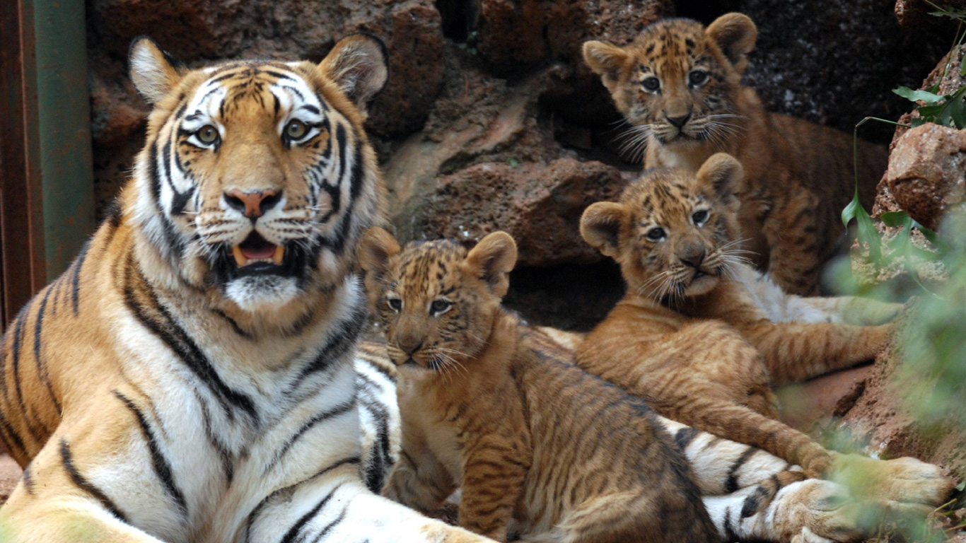 Der Liger