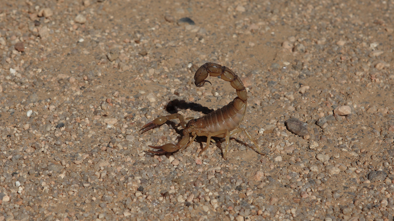 Skorpione