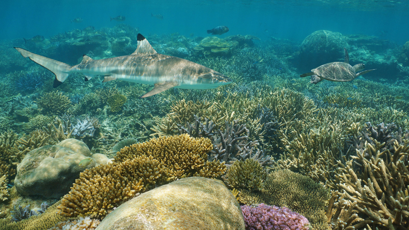 Artenvielfalt in den Tiefen des Ozeans