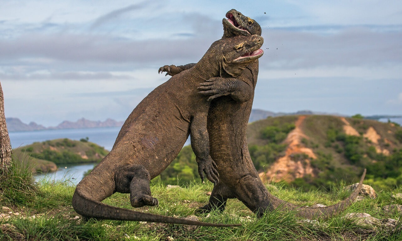 Komodowaran – für Dinosaurier-Fans