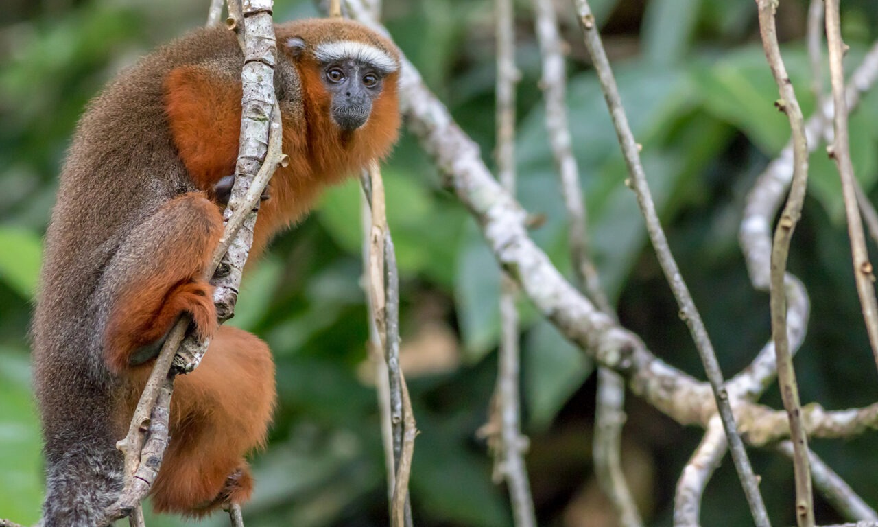 Nationalpark Madidi (Bolivien)