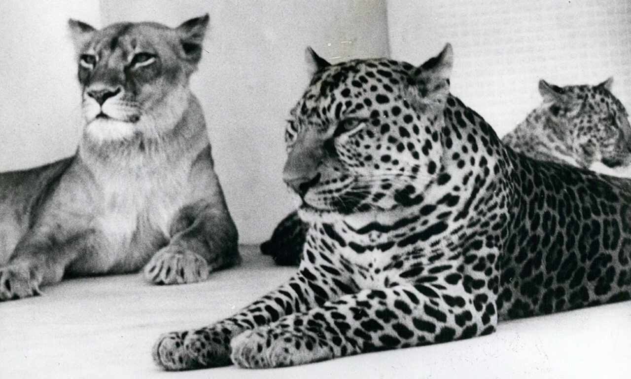 Der Leopon