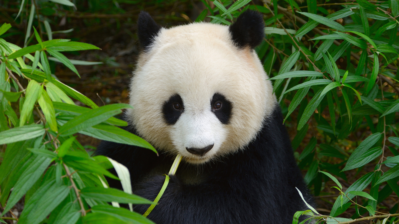 Im Reich der Pandas