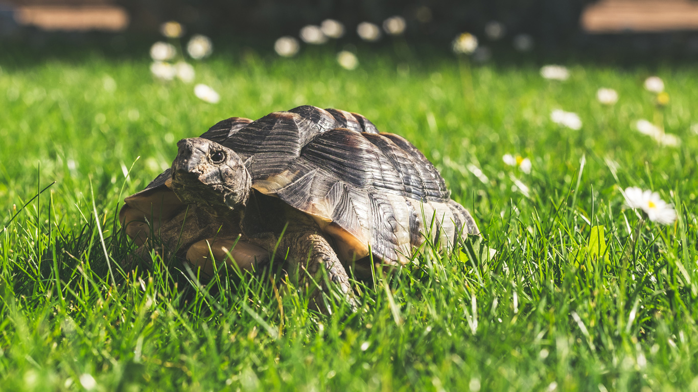 Die europäische Landschildkröte