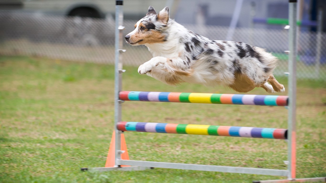 Australian Shepherd