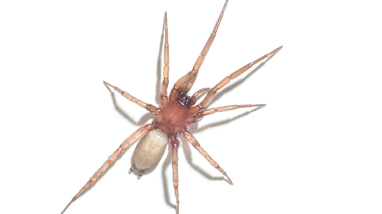 Wasserspinne