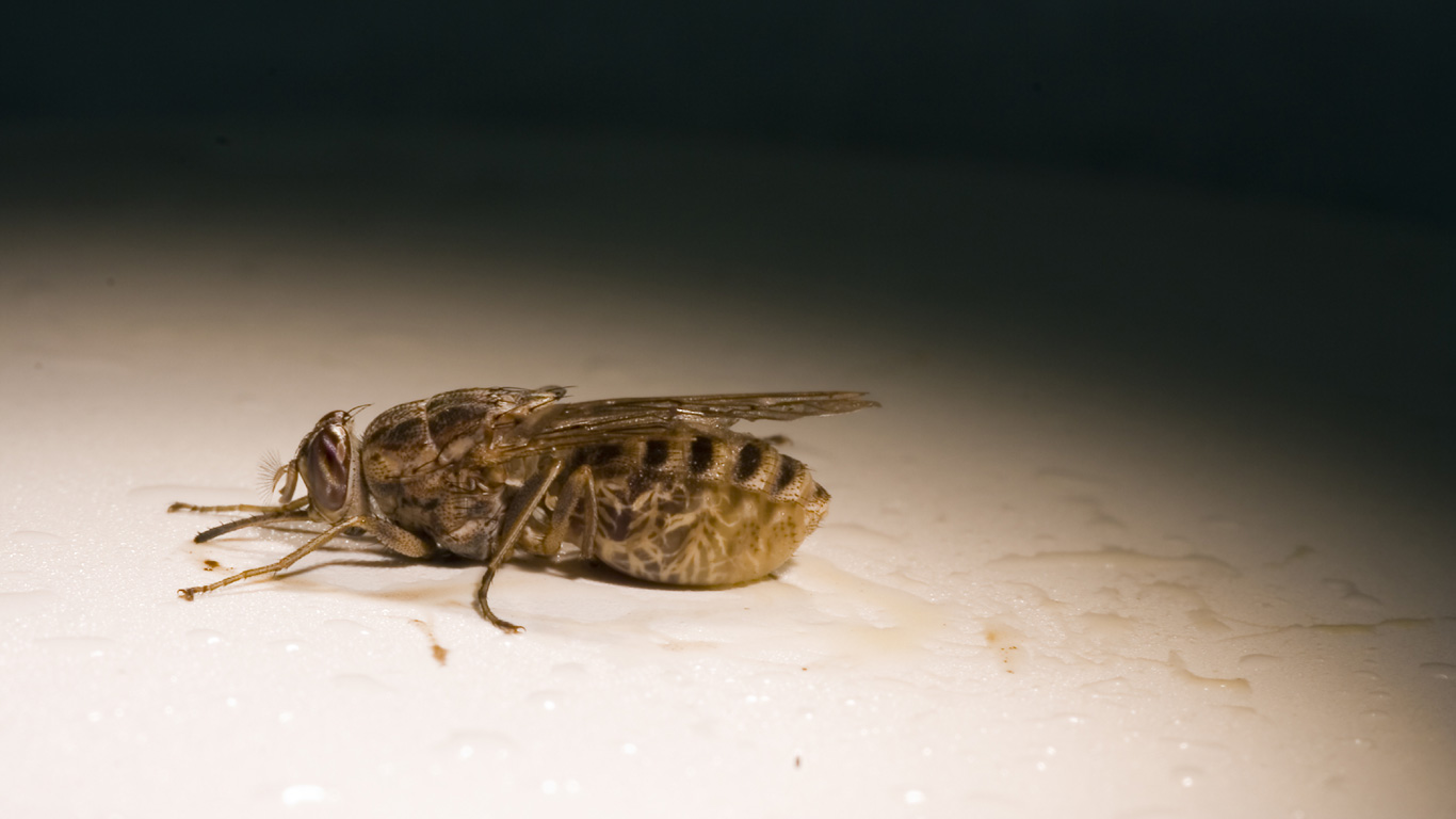 Tsetse-Fliegen