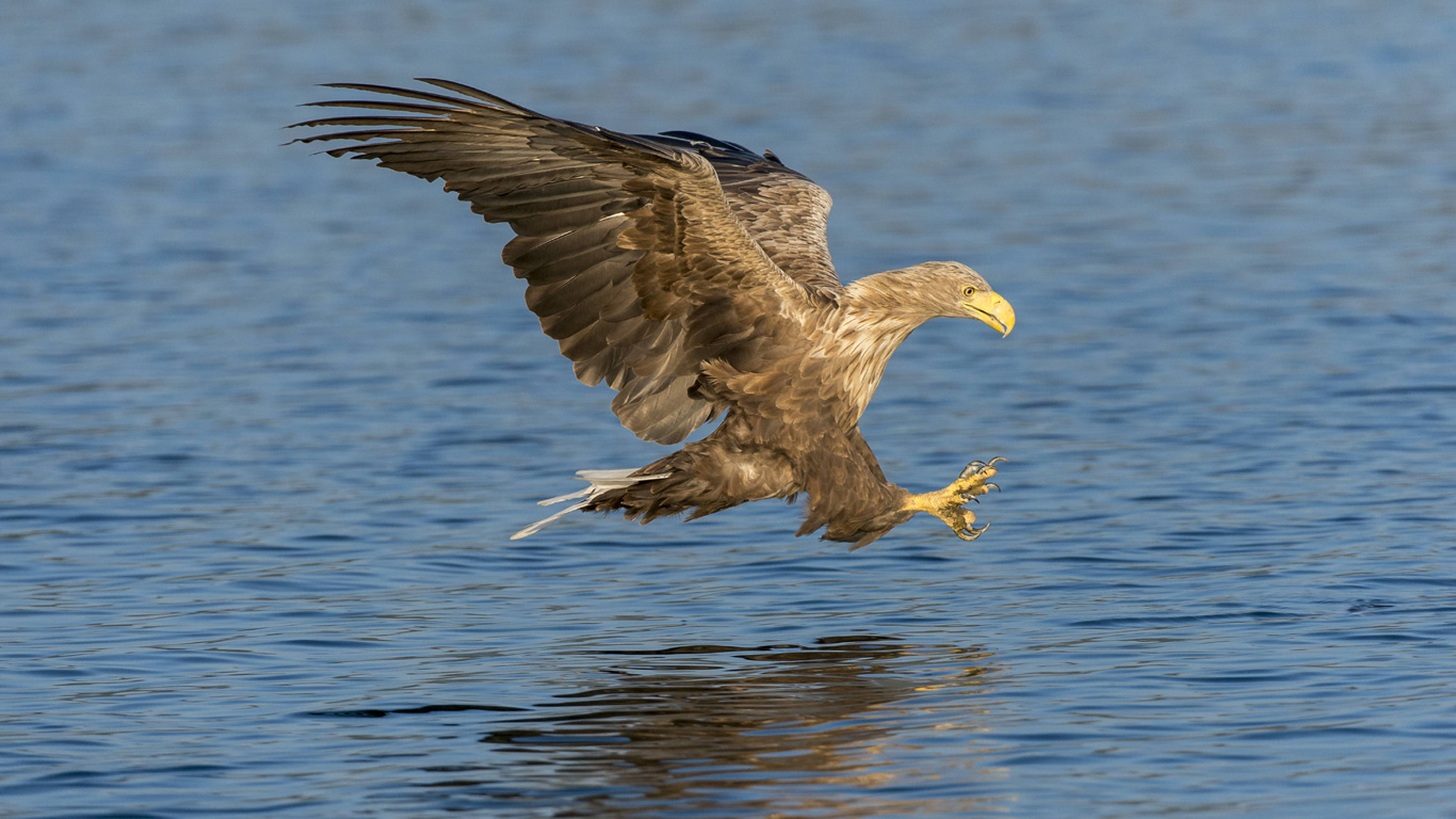 Seeadler