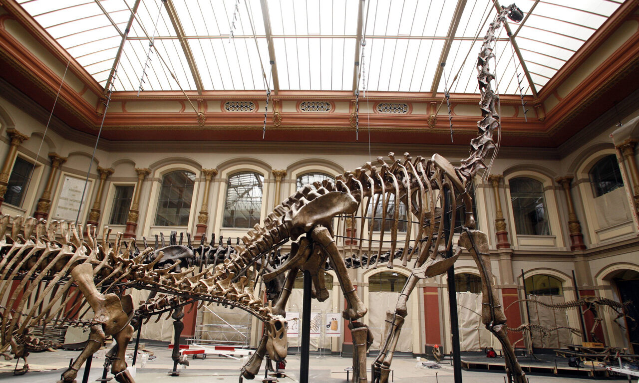 Brachiosaurus-Skelett in Berlin
