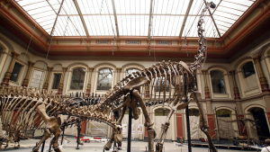 Als die Dinosaurier die Erde beherrschten: Brachiosaurus-Skelett in Berlin