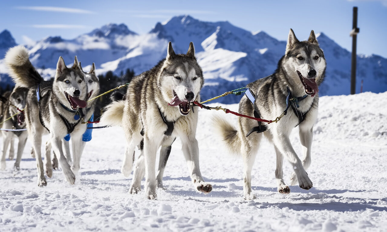 Husky