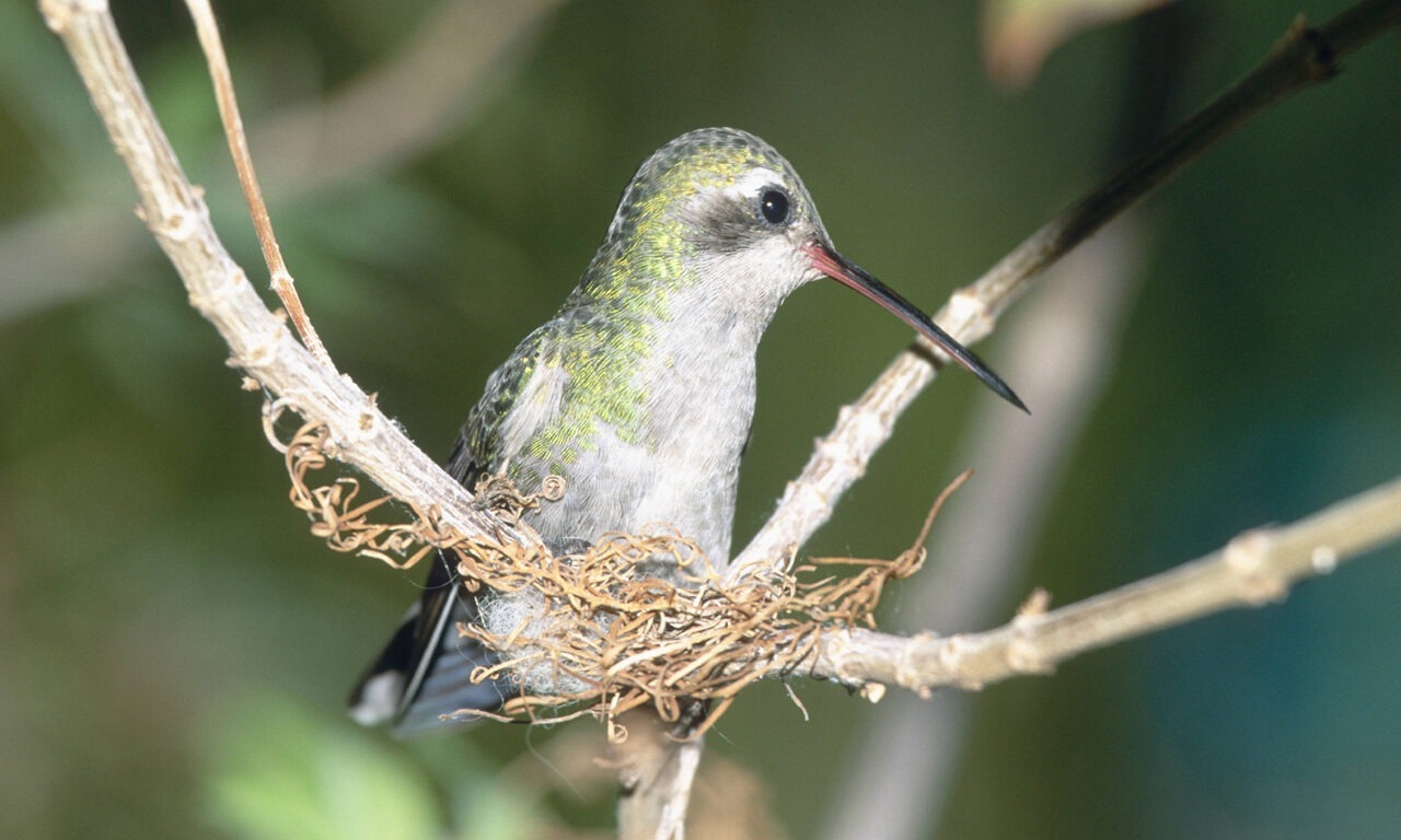 Winzige Vogelnester