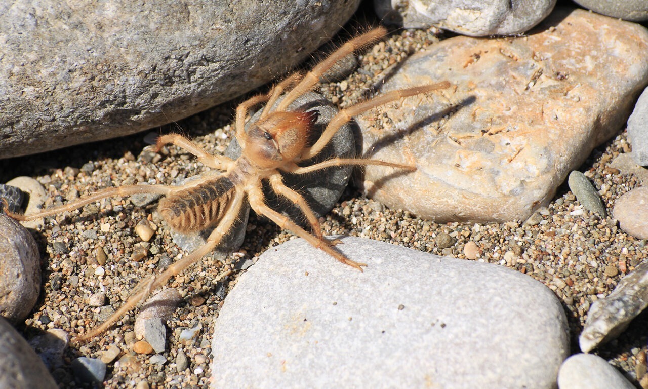 Brutaler Look