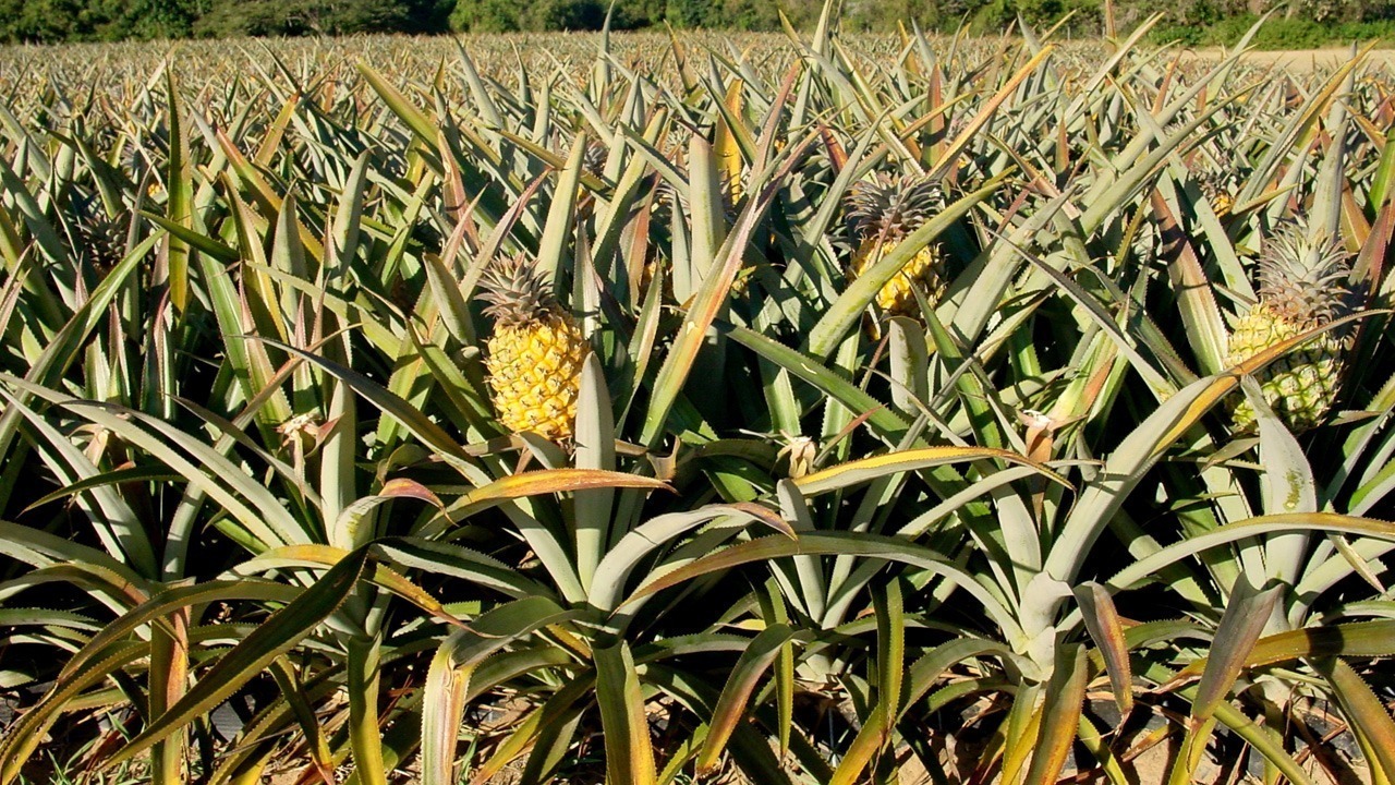 Ananas: ein Statussymbol