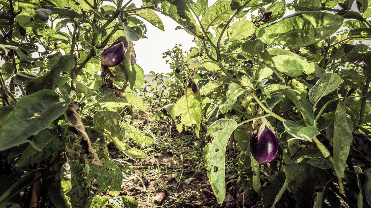 Aubergine: roh giftig, gekocht gesund