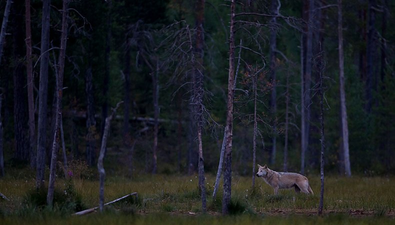 Warten auf den Wolf