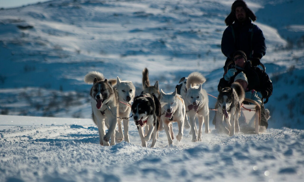 Taxi-Transfer auf vier Pfoten