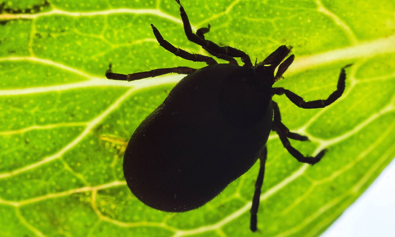 Zecken