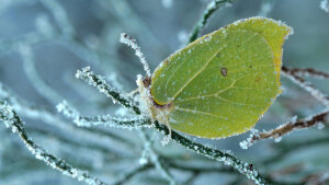 Kampf gegen den Kältetod: Wie überwintern Spinnen und Insekten?