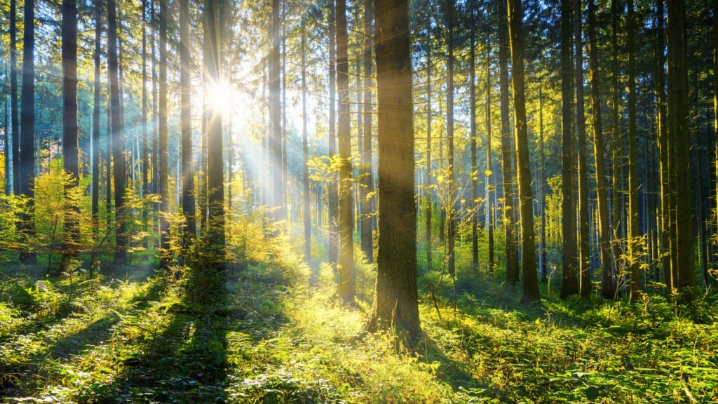 Plastik und Nachhaltigkeit: zwei Gegensätze?
