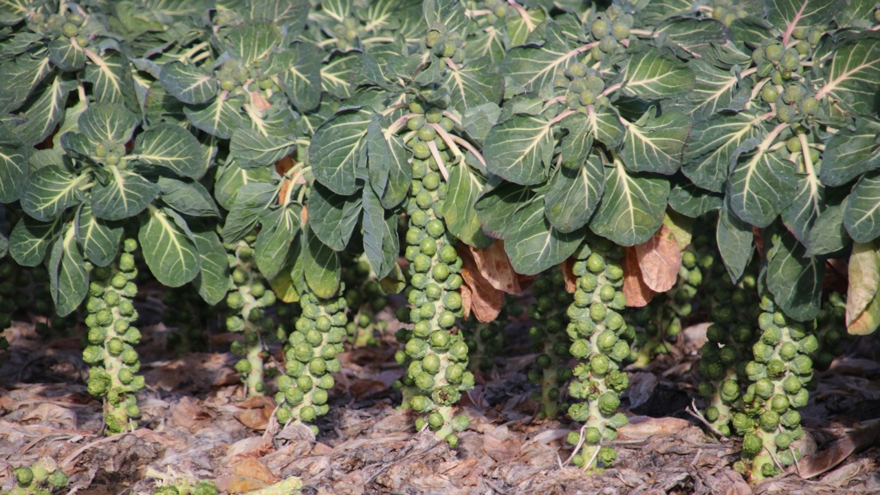 Rosenkohl: typisches Wintergemüse