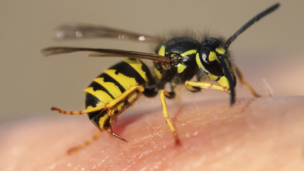 Sind Wespen nützlich oder nerven sie nur?