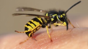 Sind Wespen nützlich oder nerven sie nur?