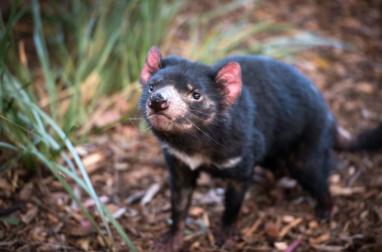 Tierische Patenschaften