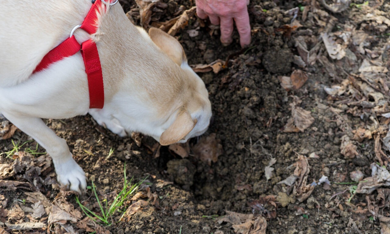 Trüffelhunde