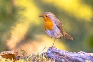 Darum fliegen Vögel gar nicht so gerne