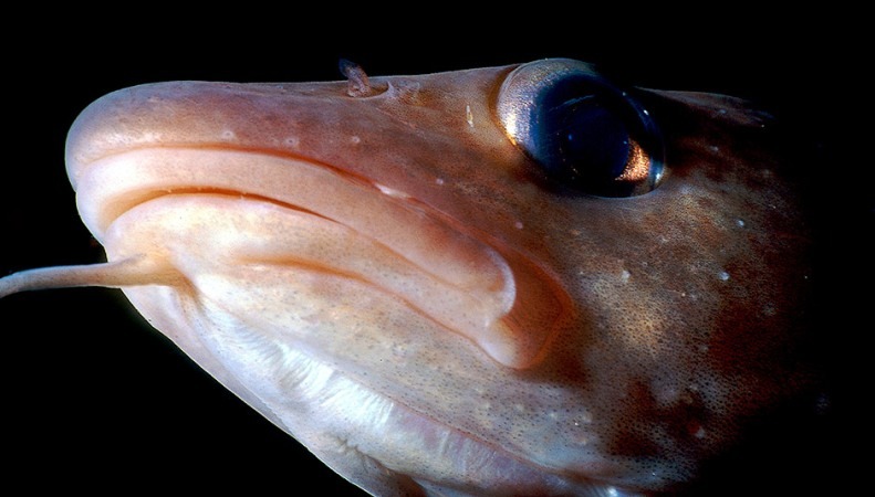 Schrumpfende Fische