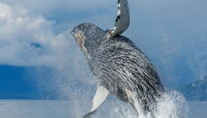 Wale, Könige der Meere
