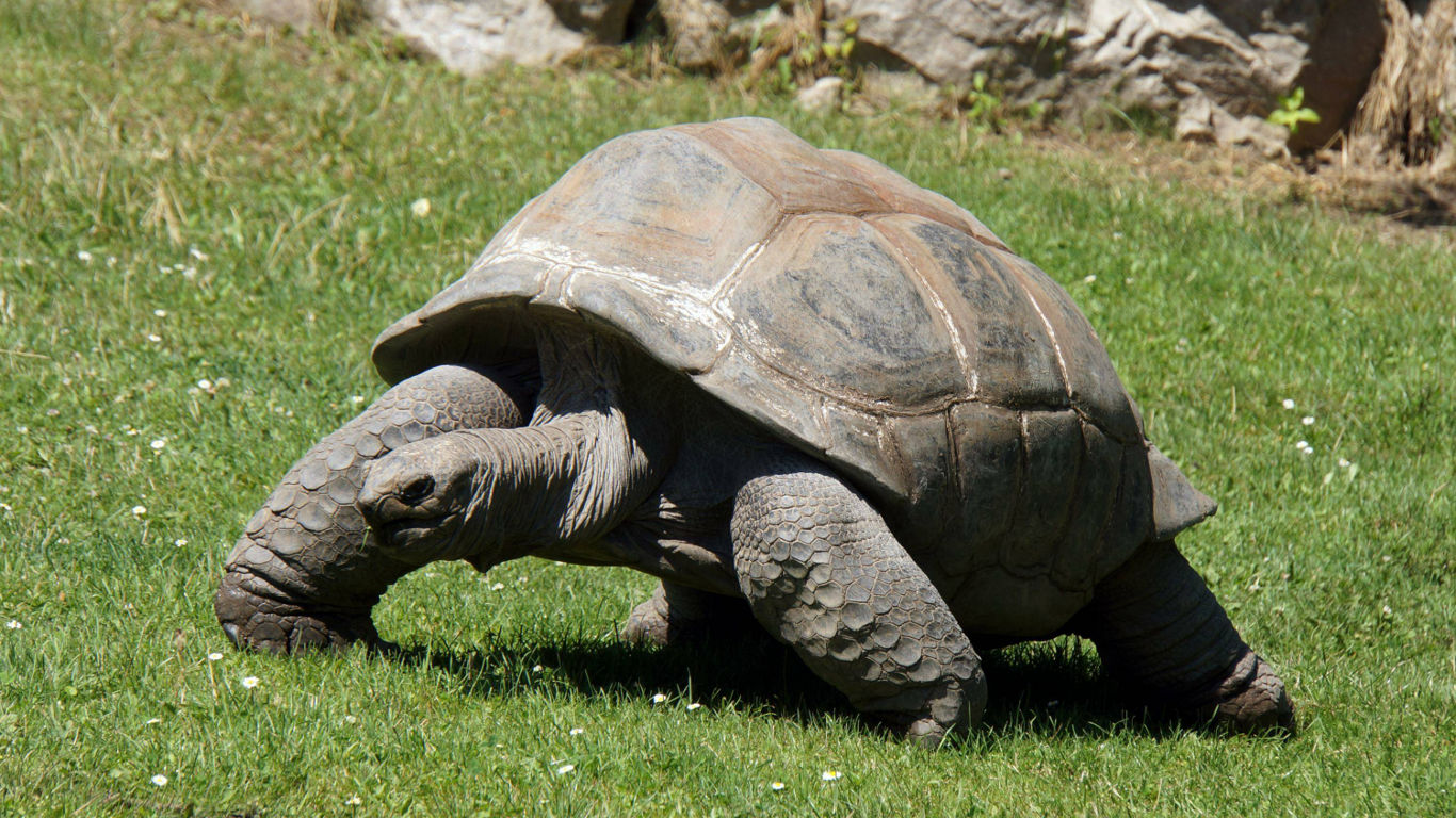 Aldabra-Schildkröte Adwaita: 256 Jahre