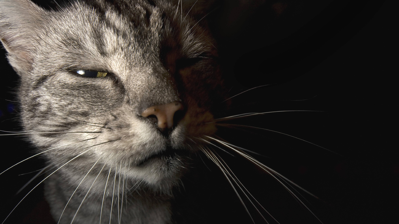 Hauskatzen sind bessere Schnurrer