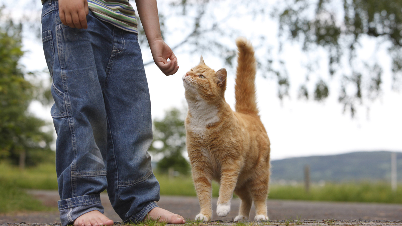 Katzen sind sehr kommunikativ