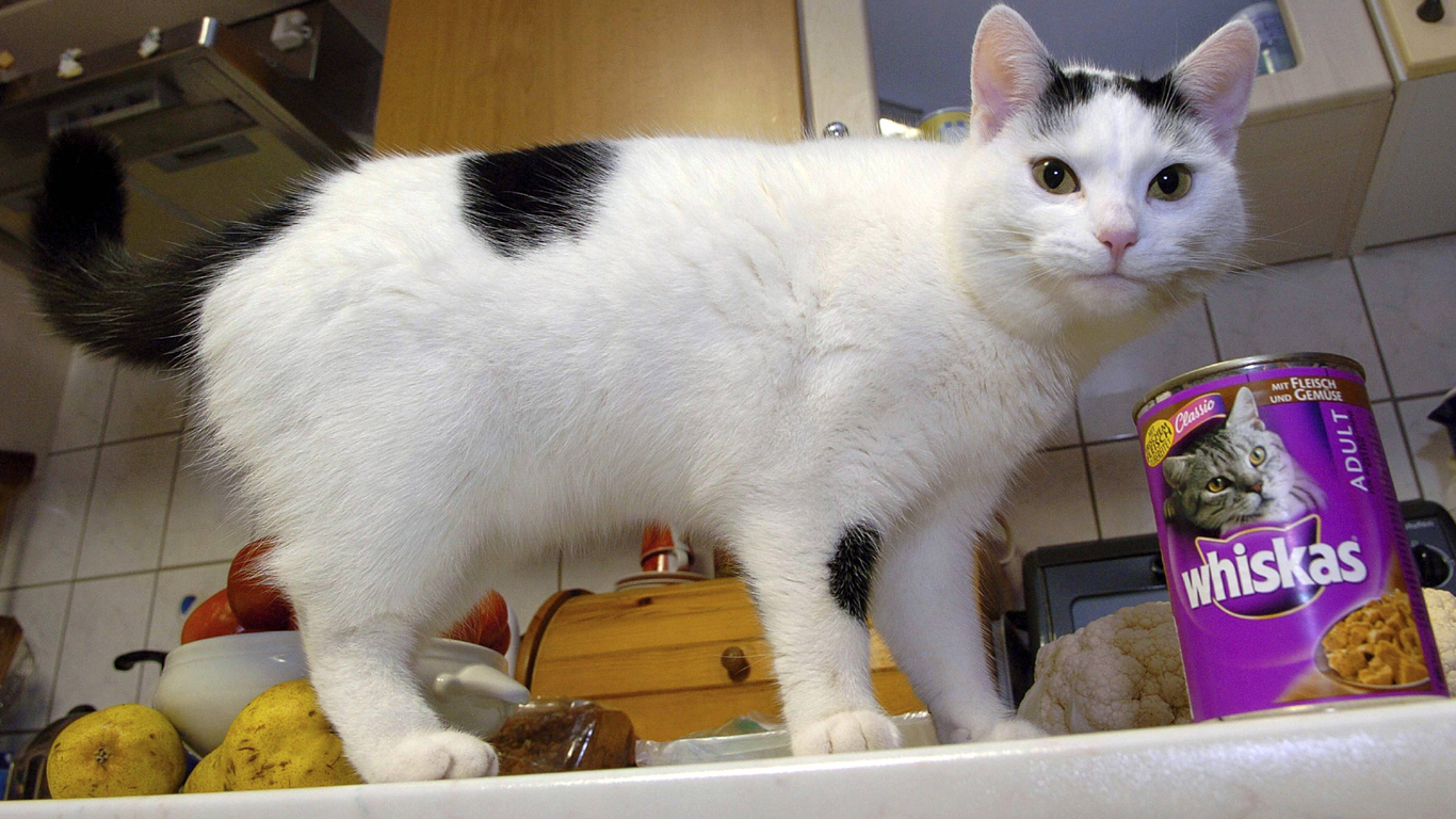 Vom Schokoriegel zum Katzenfutter