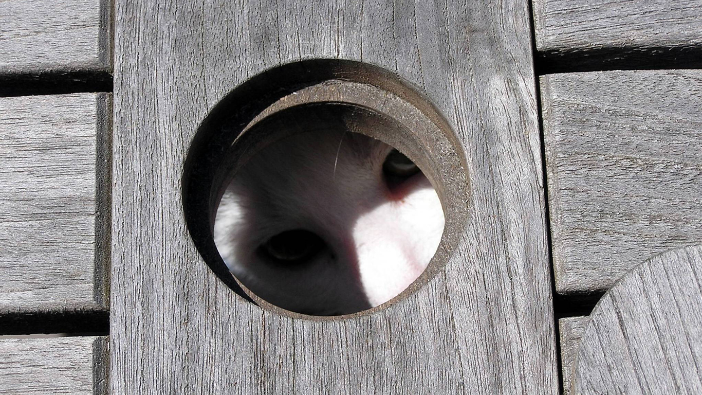 Warum Katzen auch durch die kleinsten Öffnungen passen