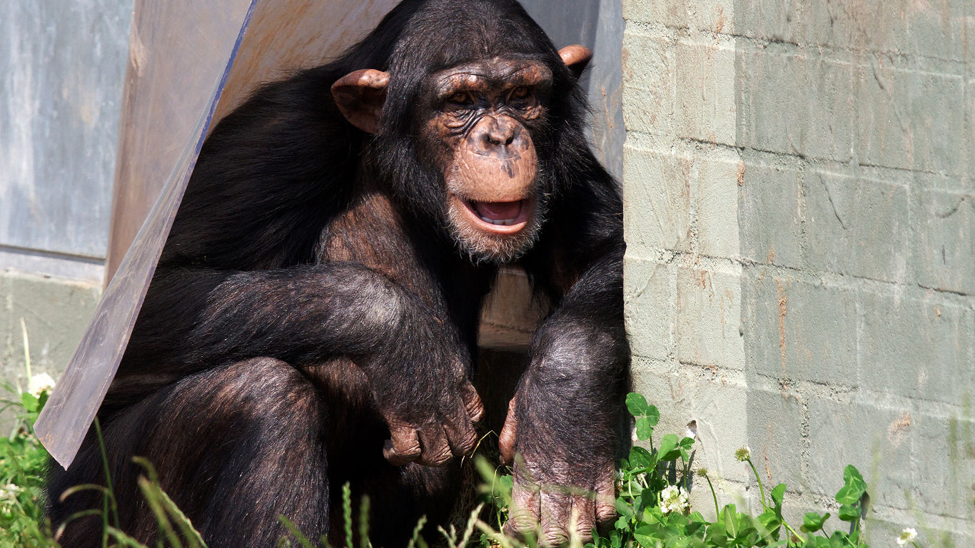 Schimpansen in Gefangenschaft