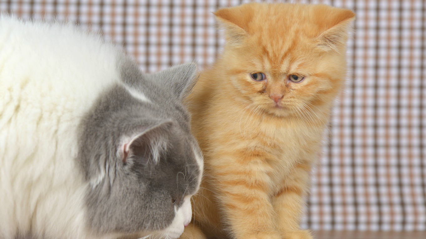 Furios-flauschige Fakten: Die volle Ladung Katzen-Wissen!