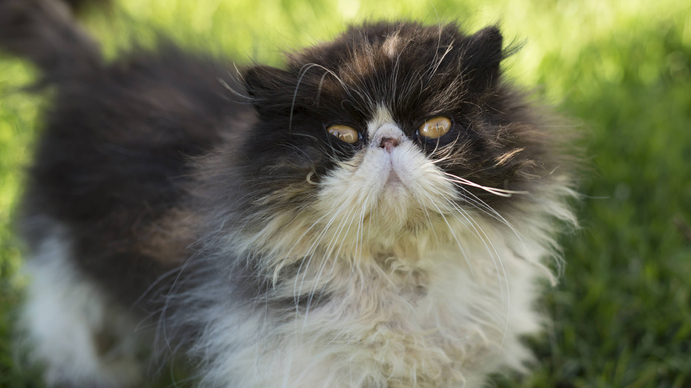 Katzen haben ein dichteres Fell als Hunde