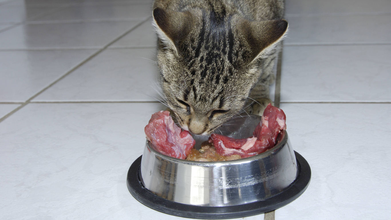 Nicht wundern, wenn Katzen den Wassernapf liegen lassen