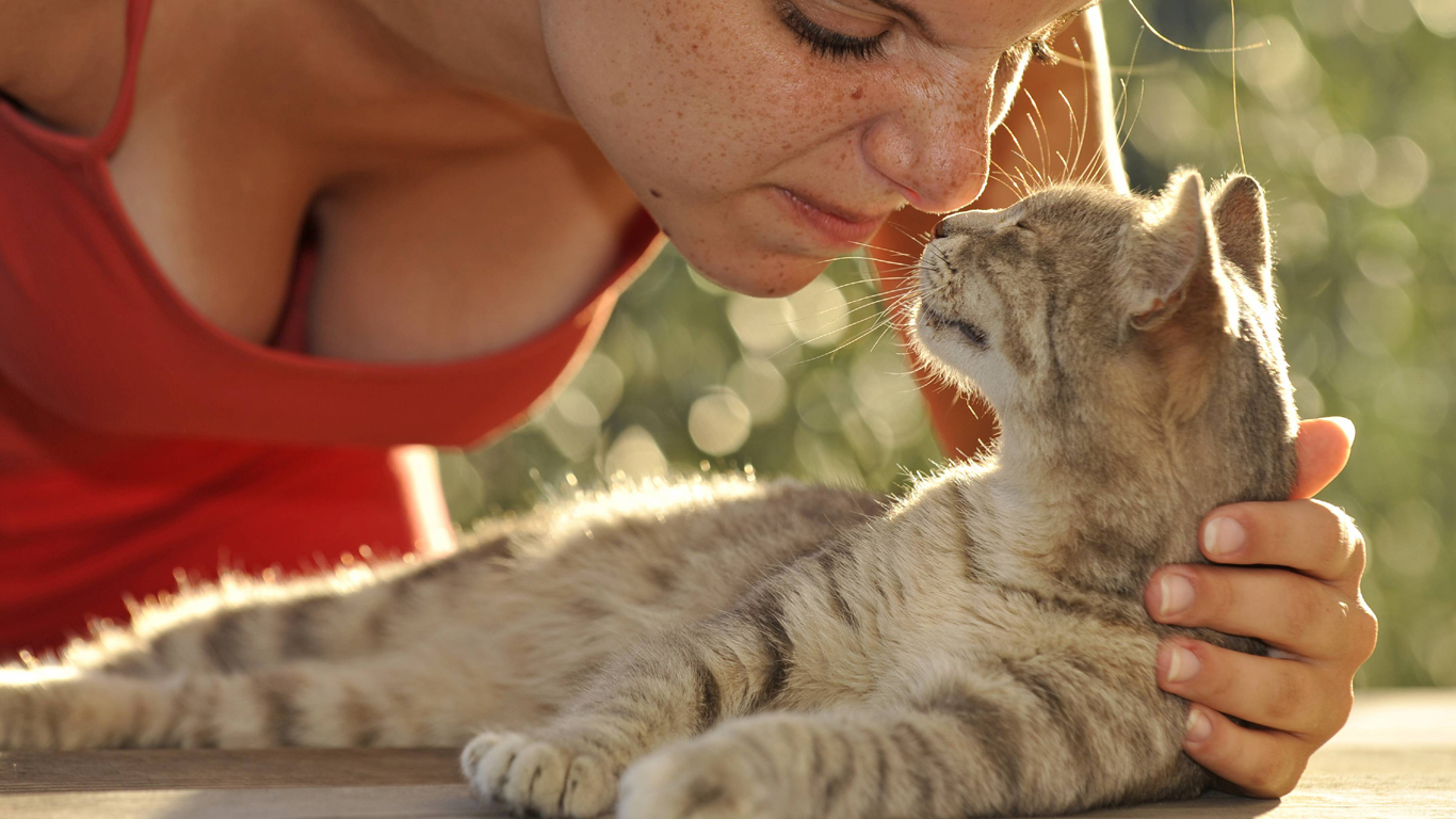 Allergisch gegen Katzen? Nicht die Haare sind das Problem