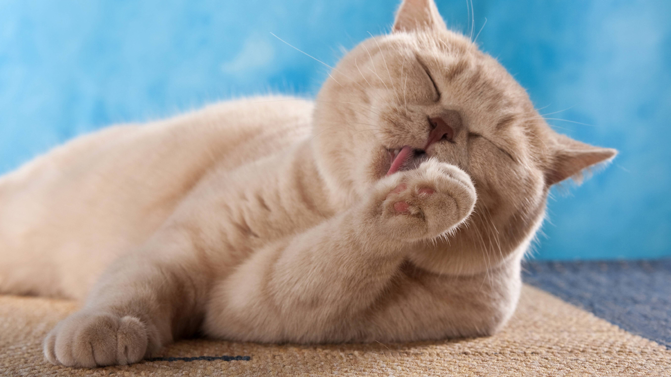 Katzen sind Fellpflegemeister