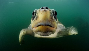 Unterwasserwelt eines Naturwunders