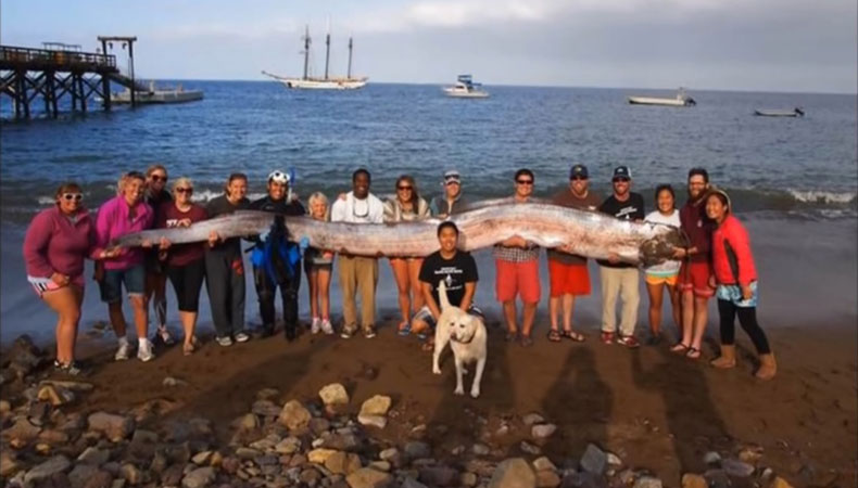 Aus Seeschlange wird Riemenfisch