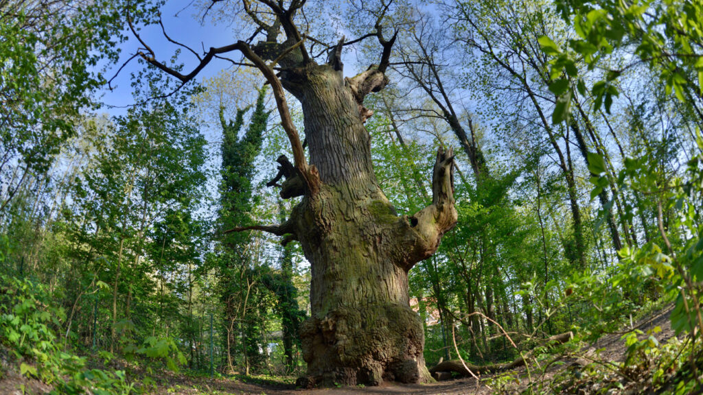 Dicker, höher, älter: Die unglaublichen Rekorde der Bäume