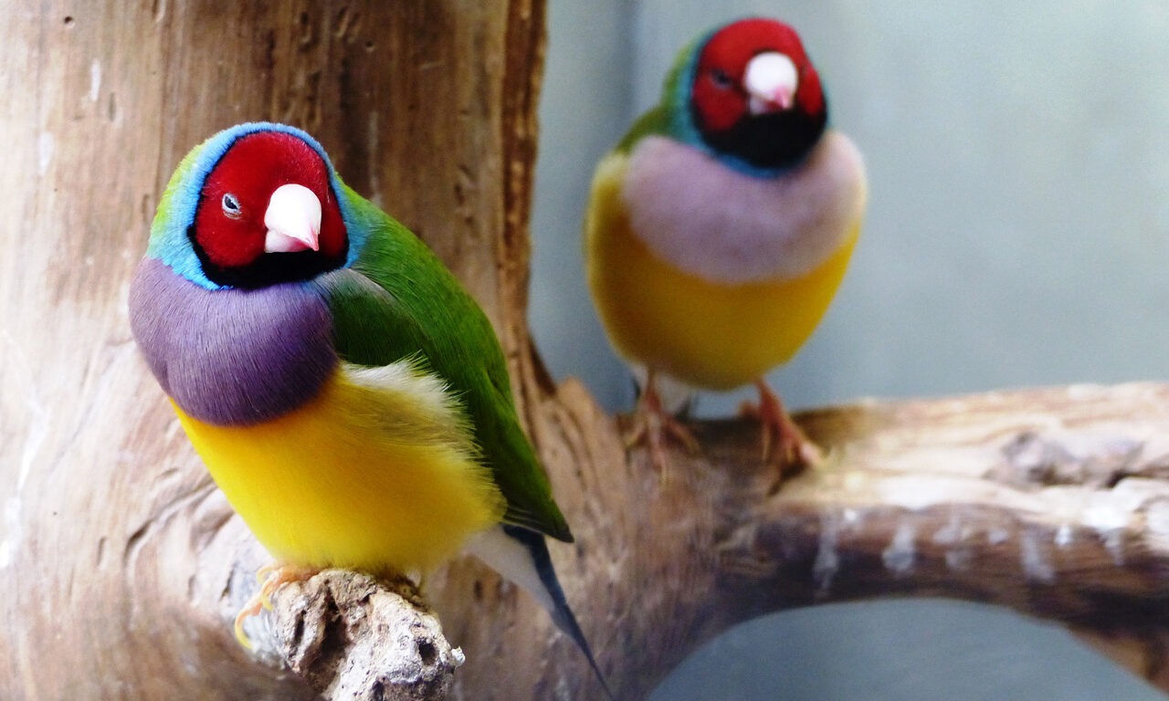 Die Gouldamadine