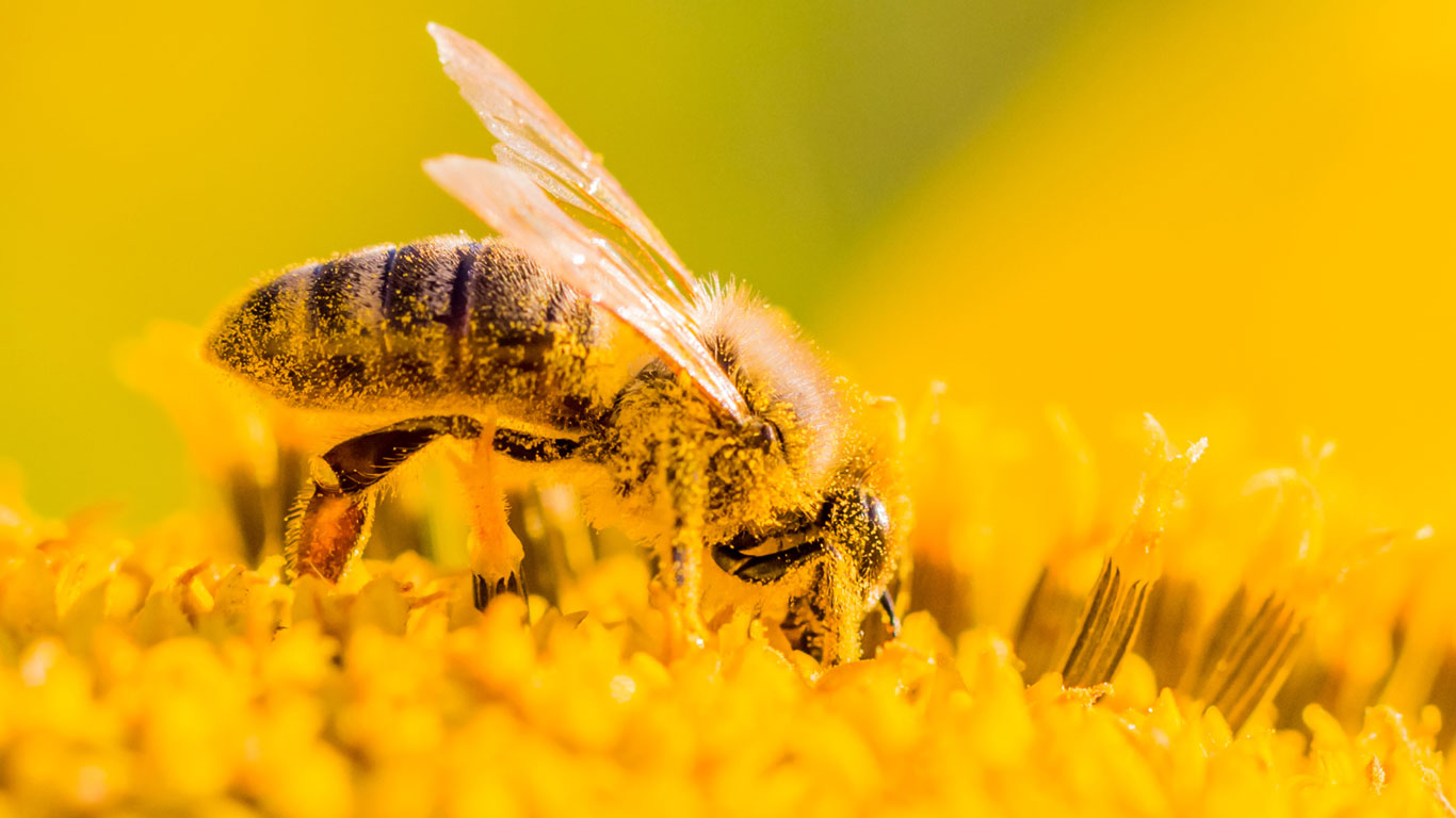 Was unterscheidet einen Wespenstich von Hornissen- und Bienenstichen?