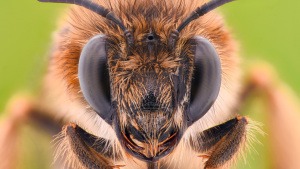 bienen-wissen-fakten-uv-licht-rotblind-istock-constantincornel